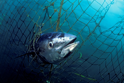 Le thon rouge de l'Atlantique, classé en voie de disparition par le Comité sur la situation des espèces en péril au Canada.