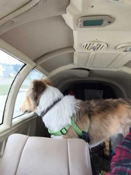 Rusty a fait le trajet de Winnipeg à Saskatoon en décembre pour retrouver sa famille d'accueil.  (Crédit photo: Pilots N Paws)