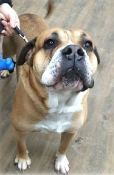 Bilbo, un bullmastiff croisé abandonné, «timide» mais «affectueux», était du groupe. (Crédit photo: SPCA de la Côte-Nord)