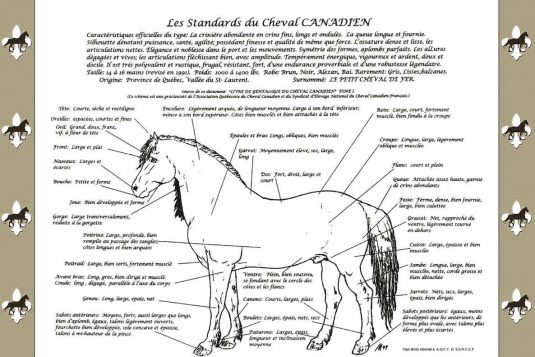 cheval4