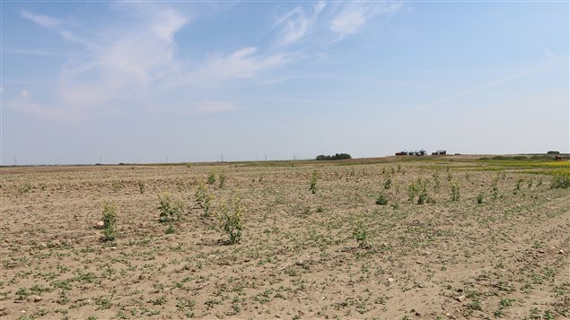 Des plants de moutarde victimes de la sécheresse Photo : Agriculture Financial Services Corporation