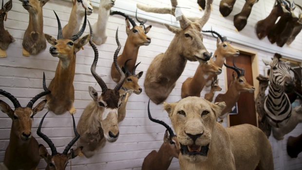 Les humains exercent, sur terre, une pression bien plus forte sur les grands carnivores que sur les herbivores (Siphiwe Sibeko/Reuters)