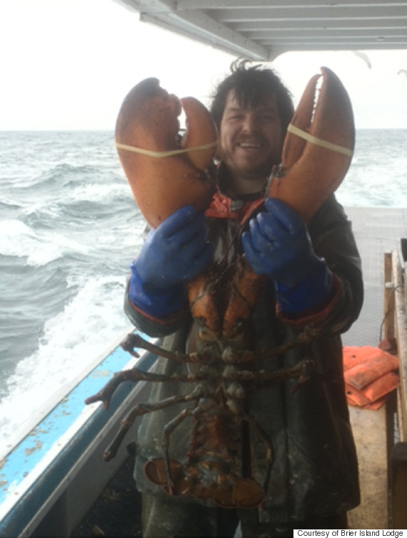 Jesse Tudor, un pêcheur canadien, a capturé au large de la Nouvelle-Écosse un homard de 17 livres, soit 7,7 kilos
