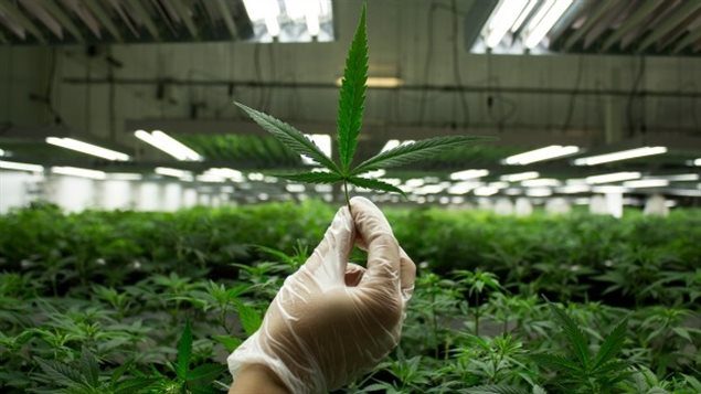 Une usine de production de marijuana médicale au Canada.