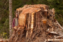 Ancient Forest Alliance,