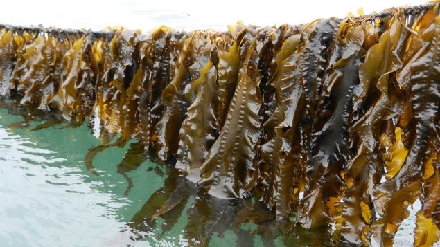 Les algues récoltées en aquaculture au Canada - Radio-Canada