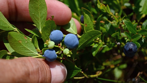 Bleuet : bienfaits de ce fruit qui ressemble à la myrtille