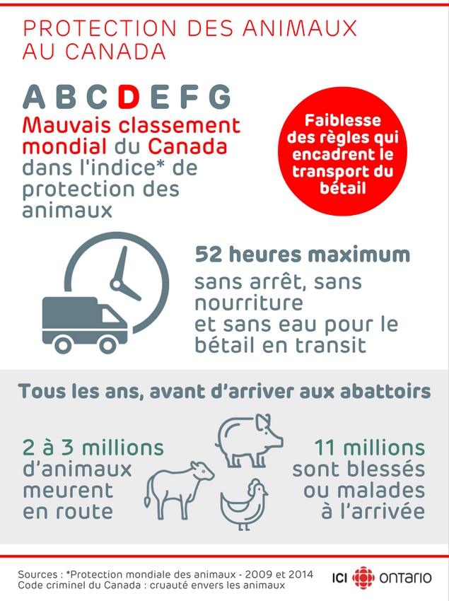 62182159-indice-bien-etre-animaux-elevage-canada-ici-radio-canada-2016