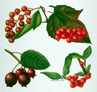De gauche à droite : (en haut) cerise de Virginie et viorne comestible (canneberge); (en bas) amélanche et shépherdie du Canada (Encyclopédie du Canada /Claire Tremblay)