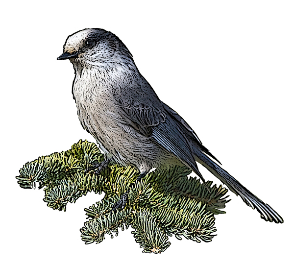 Mésangeai du Canada (http://nationalbird.canadiangeographic.ca/fr/)