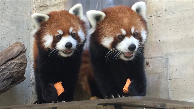 De Petits Pandas A L Air Libre Au Zoo De Calgary Rci Francais De Petits Pandas A L Air Libre Au Zoo De Calgary Rci Francais