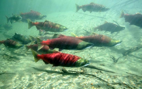 Des saumons de la rivière Skeena en Colombie-Britannique | Skeena Conservation Fund