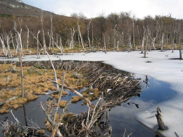 Un barrage fait par des castors canadiens dans le sud de l'Argentine. Photo Wikipédia