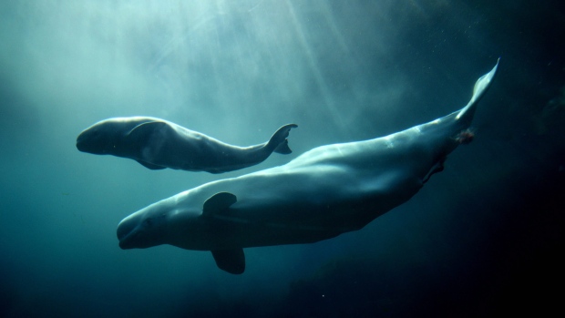 Aurora, une femelle beluga de 20 ans, et son veau dans un des bassins de l’aquarium du Vancouver. Photo de 2009 (Darryl Dyck/The Canadian Press) 