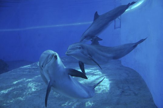 Dauphins en captivié (IStock)