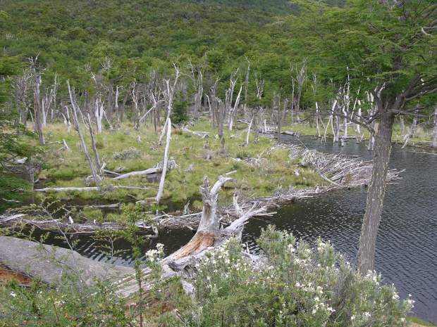 Des arbres décimés par des castors du Canada en Argentine. Photo Wikipédia