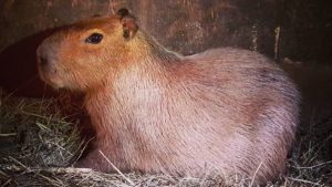 Capybara (Ville de Toronto)