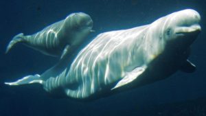 Qila, à droite, que l’on voit ici avec son veau en 2008, est décédée soudainement le 16 novembre. Sa mère, Aurora s’est retrouvée malade le lendemain et est décédée quelques jours plus tard. (Darryl Dick/Presse canadienne)