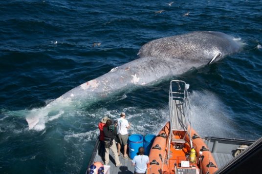 Des scientifiques examinent la carcasse d’une baleine bleue décédée des suites d’une collision avec un navire marchand . (Craig Hayslip/Oregon State University Marine Mammal Institute)