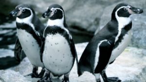 Sept des 22 pingouins de Humbolt ont été trouvés noyés. (Brooks Decilia/CBC)