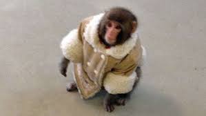 Le petit macaque Darwin et son manteu en peau de mouton (Radio-Canada)