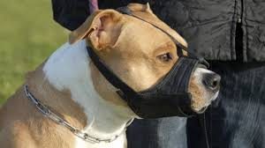 Chien de type pitbull en muselière (Radio-Canada)