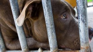 Selon la police provinciale de l’Ontario, OPP, les animaux présentaient des marques de blessures causes lors de combats de chiens (Shutterstock)