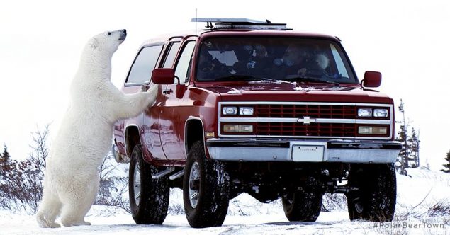 (http://www.arctic05.org/2015/10/video-des-touristes-vip-a-laffut-dours-polaires-a-churchill-au-canada/)