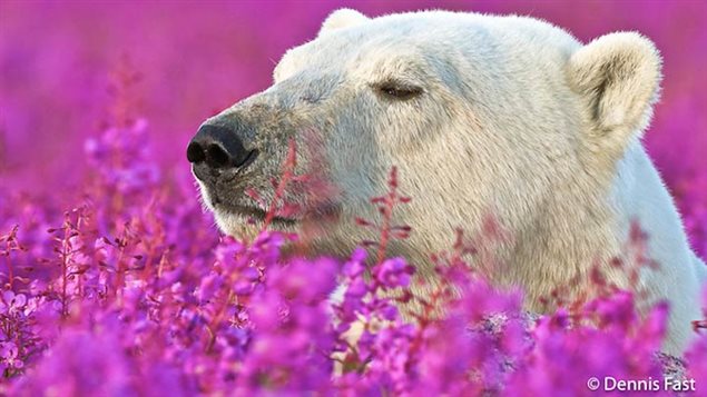 Un ours polaire dans un bain de fleurs au printemps, capturé par le photographe Dennis Fast Photo Credit: Dennis Fast 