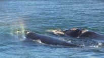 baleine_noire_bloc1_sn635