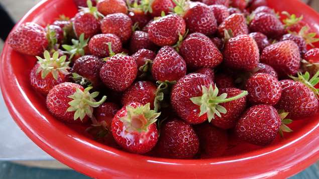 Panier de fraises à la pesée Photo Credit: EMILIE RICHARD