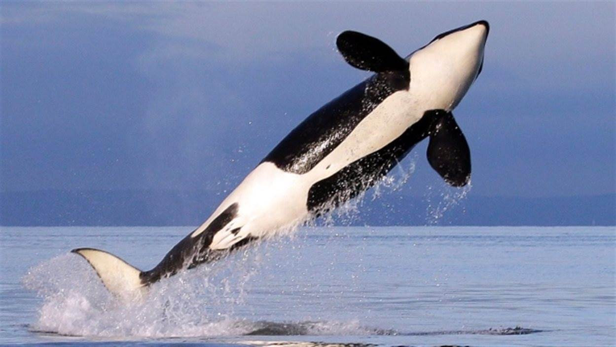 orca sautant hors de l'eau.