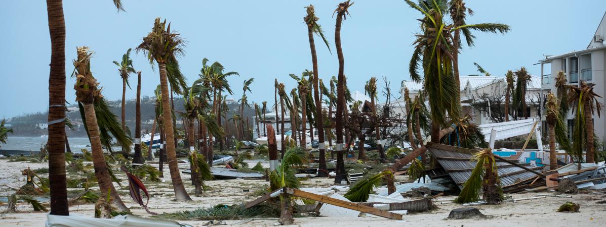 Devant l'hôtel Mercure de Marigot, à Saint-Martin, l'ouragan Irma a arraché les palmiers, mercredi 6 septembre 2017. (LIONEL CHAMOISEAU / AFP)