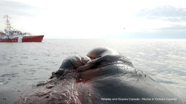 Rencontre entre une baleine noire et la Garde côtière.