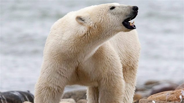 Si on n'y prend garde, l'ours polaire va disparaître de la planète, selon réseau NatureServe Canada. Photo Credit: PC / Sean Kilpatrick 