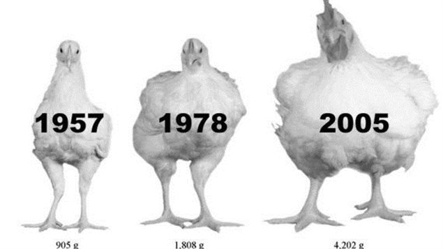 Les chercheurs ont analysé la croissance de 540 poulets de trois souches différentes : deux souches de 1957 et de 1978 qui proviennent du Contrôle des viandes de l'Université de l'Alberta et une souche commerciale de 2005. Photo Credit: Huffington Post