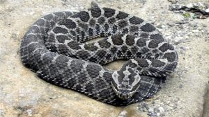 Aussi appelé Sistrurus catenatus, le serpent à sonnettes de Massassauga est un serpent venimeux originaire de l’Ontario.