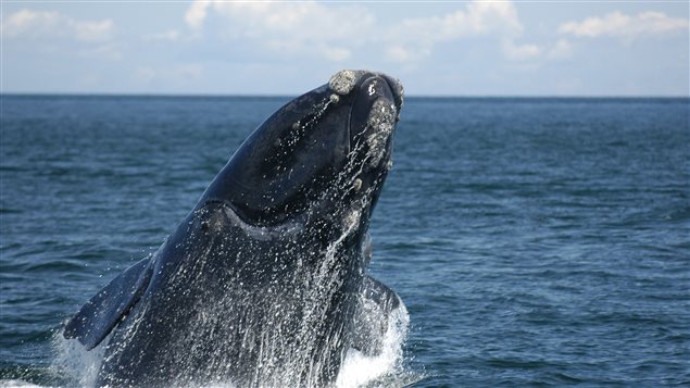 Une baleine noire de l’Atlantique Nord Photo Credit: PC / HO/Canadian Whale Institute