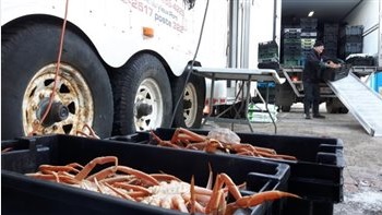 Débarquement de crabes des neiges dans la ville de Québec en 2017. © Radio-Canada/Pascal Lacombe