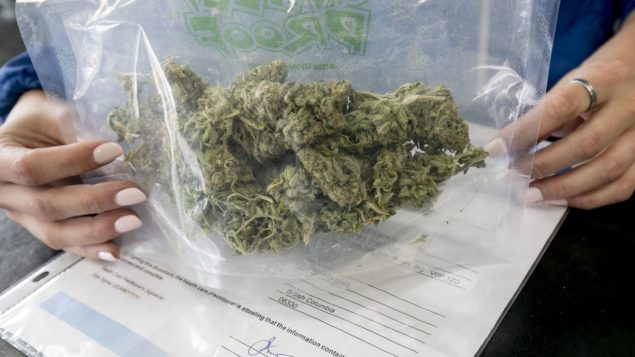  Ce sac contient 30 grammes de cannabis. Ce sera la quantité maximale que les consommateurs pourront porter sur eux. Photo: Radio-Canada