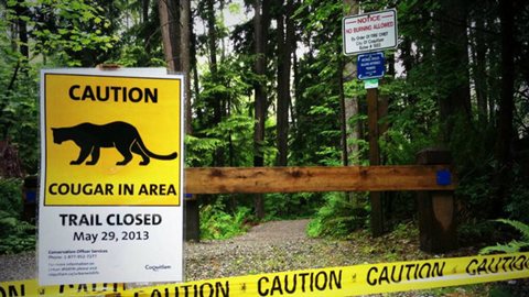 Un panneau de signalisation de couguar à Coquitlam en Alberta. © Steve Lus/CBC