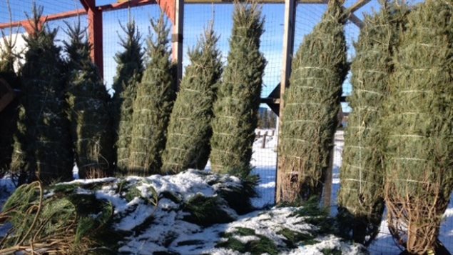 Des sapins de Noël au Canada. Photo Credit: Adrian Cheung