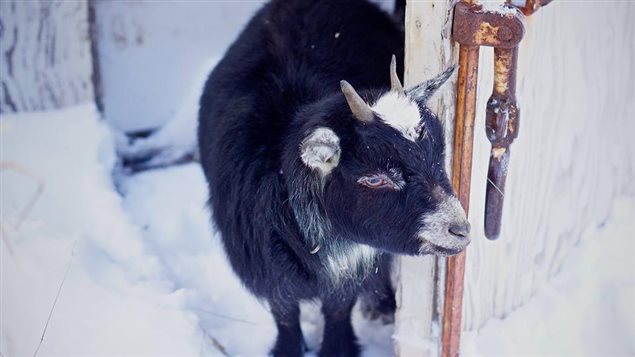 Photo Credit: Birch Rhyne Farm&Stables/Facebook 