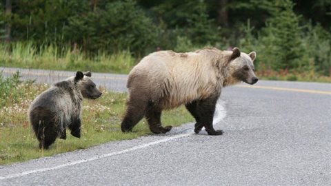 Les grizzlys sont une espèce en danger, et leur rencontre avec les humains est la plus grande menace de leur survie. © Gouvernement de l’Alberta