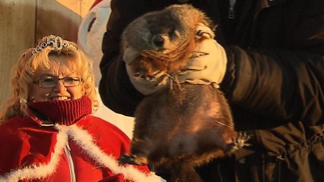 Fred, la marmotte du Québec