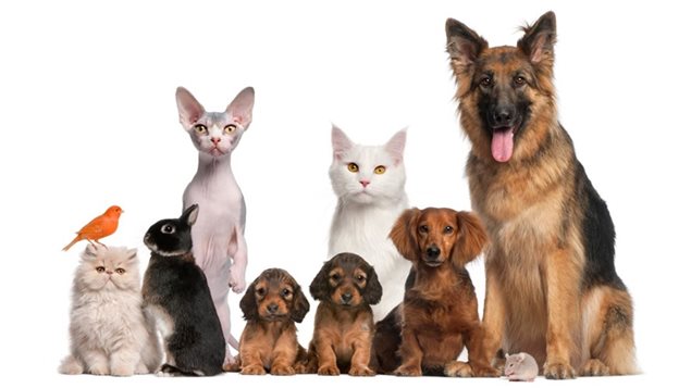 Le Chien Ou Le Chat Qui Remporte Le Concours De L Intelligence Et De La Popularite Chez Nous Rci Francais Le Chien Ou Le Chat Qui Remporte Le Concours De L Intelligence Et De La Popularite Chez Nous Rci Francais