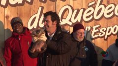 Fred, la marmotte du Québec.