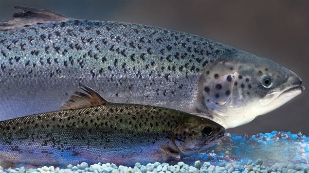 Le saumon en arrière-plan est modifié génétiquement. Celui qui se trouve au-devant est un saumon d’une ferme d'élevage traditionnelle. Photo crédit : AquaBounty