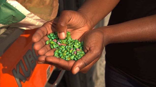 Des semances enrobées de pesticides néonicotinoïdes utilisées au Canada Photo : Radio-Canada