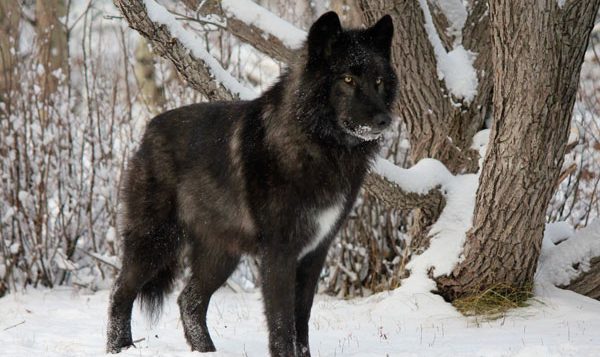 Le Majestueux Chien Loup Trop Souvent Abandonne En Refuges Animaliers Au Canada Rci Francais